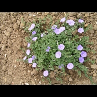 Convolvulus sabatius Viv. (fam Convolvulacees) (Europe du sud, Afr. Nord) (1)